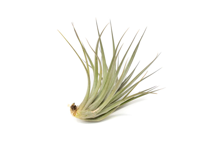 Tillandsia Vernicosa Air Plants