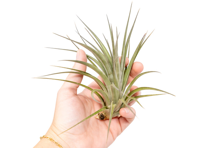 Tillandsia Vernicosa Air Plants