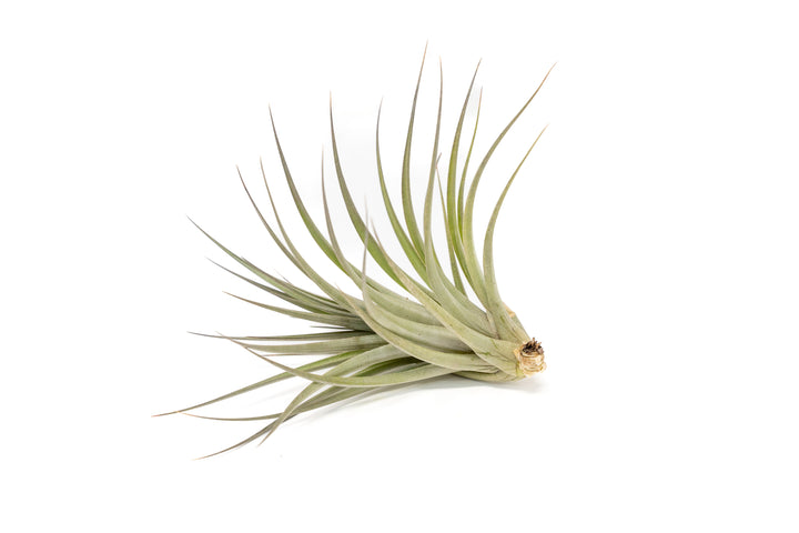 Tillandsia Vernicosa Air Plants