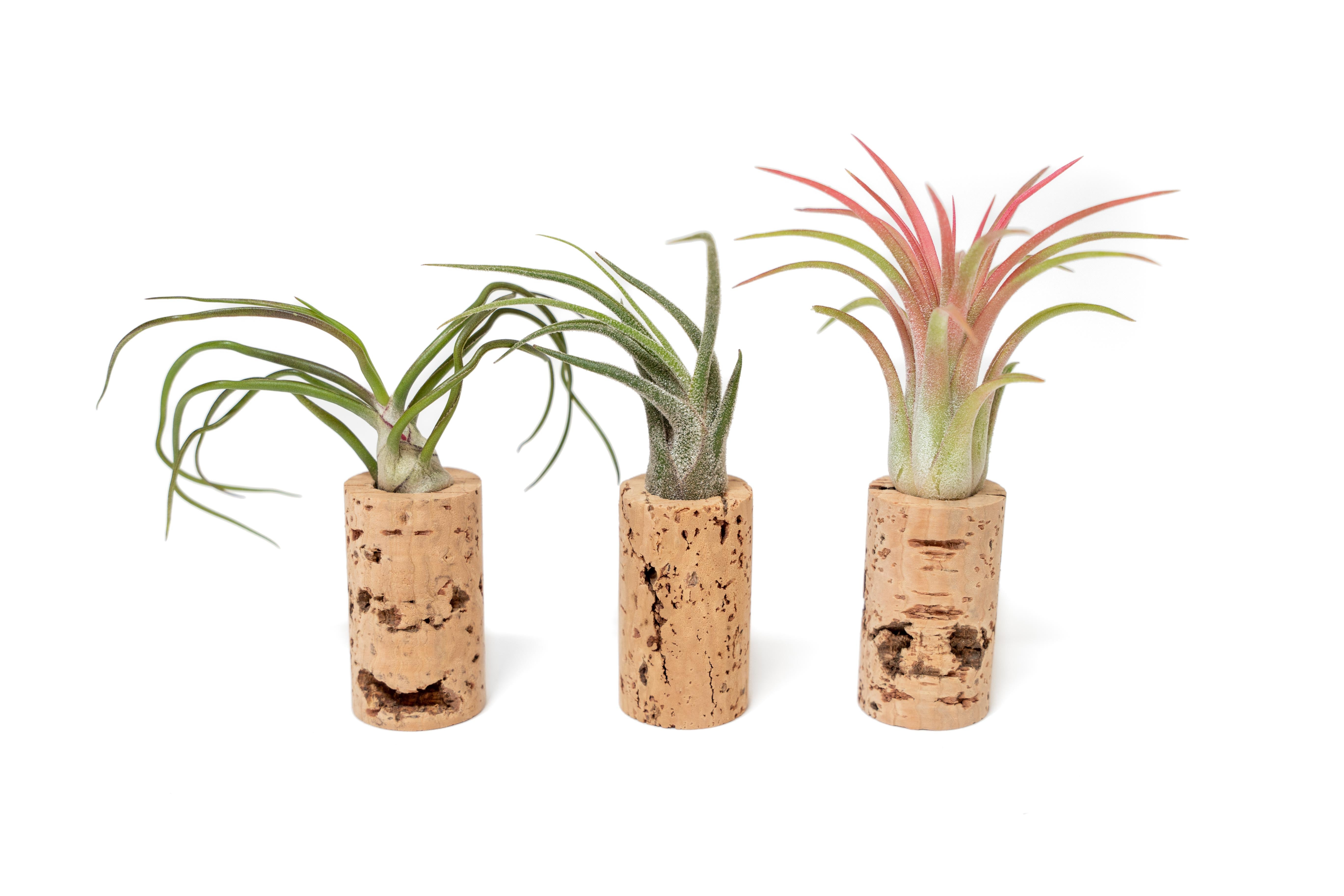 Magnetic Wine Corks with Assorted Tillandsia Air Plants