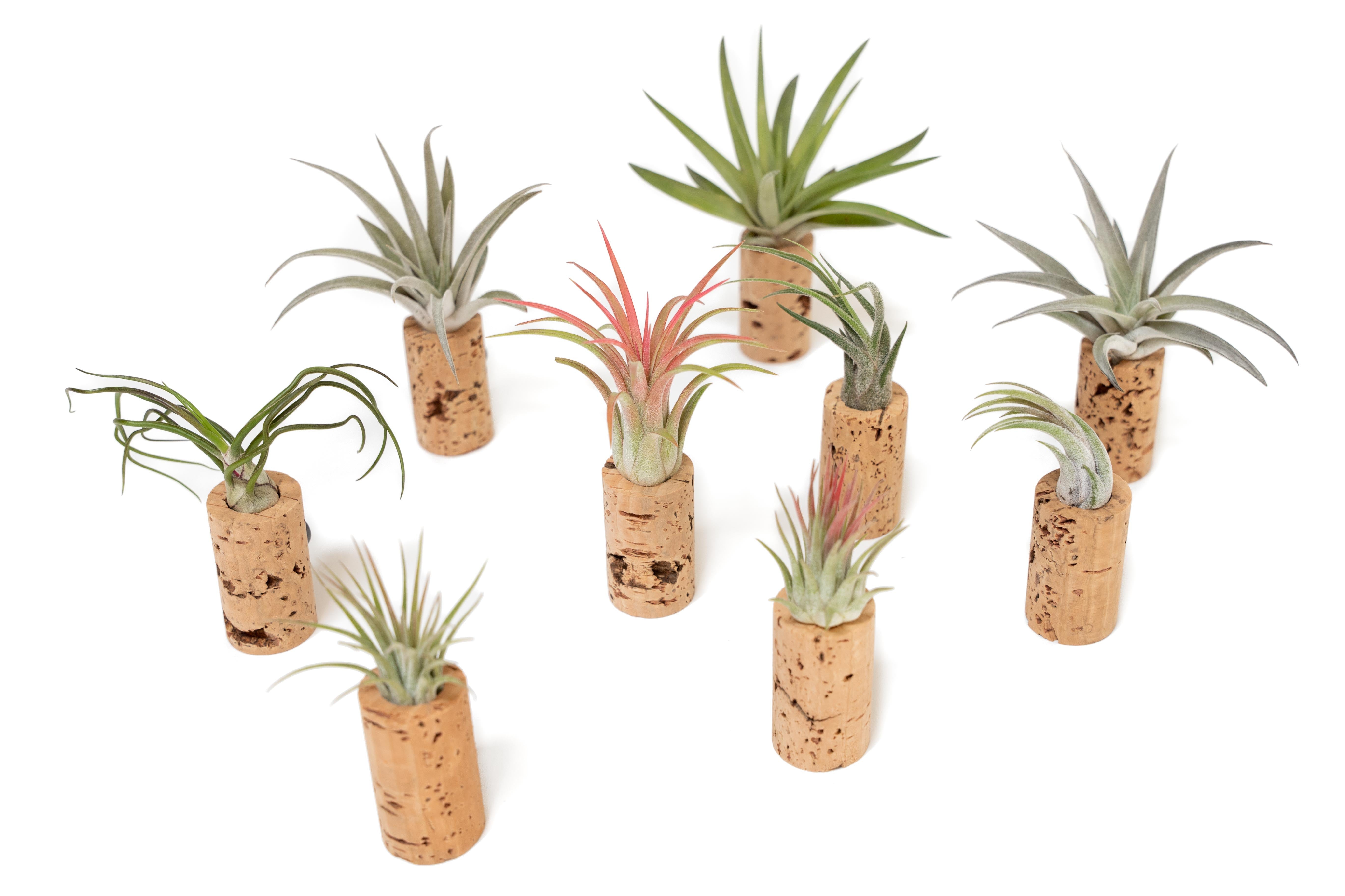 air plant supply wholesale Wholesale