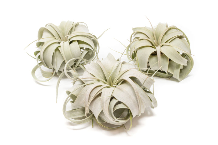 Wholesale Special - Small Tillandsia Xerographica / 4-5 Inch Plants