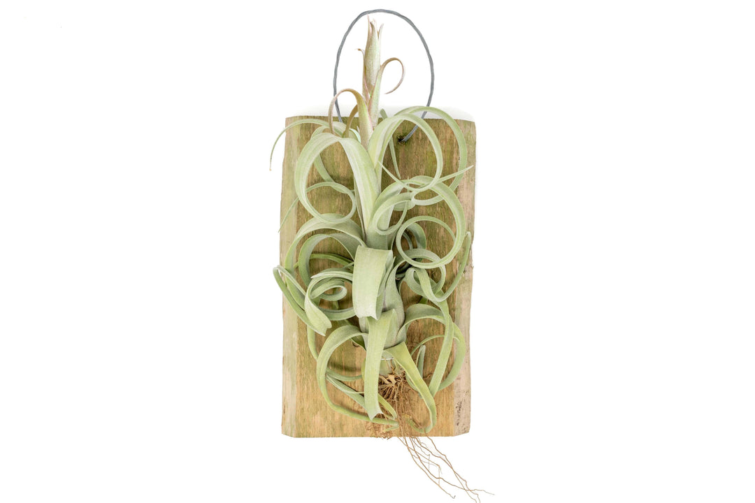 Tillandsia Curly Slim Air Plant on Hanging Wood Plank