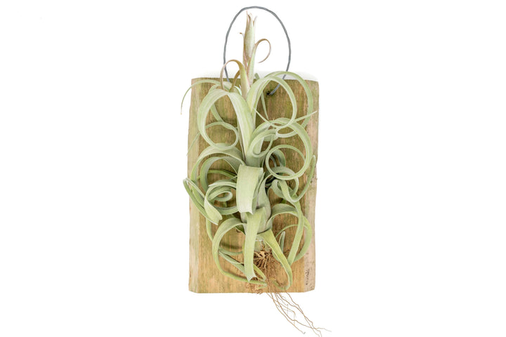 Tillandsia Curly Slim Air Plant on Hanging Wood Plank