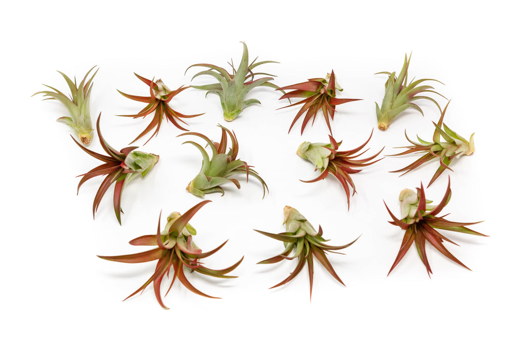 12 tillandsia red abdita air plants