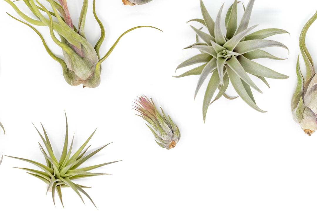 Wholesale - The Tough Stuff Collection of Tillandsia Air Plants