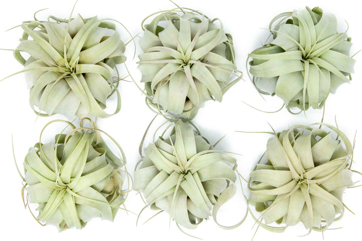 six medium tillandsia xerographica air plants