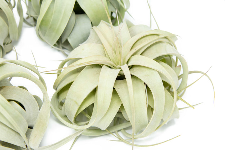 medium tillandsia xerographica air plants