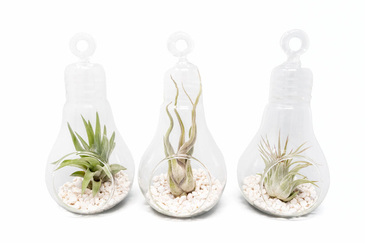 Wholesale - Hanging Light Bulb Terrarium with Crushed White Stones and Assorted Tillandsia Air Plant