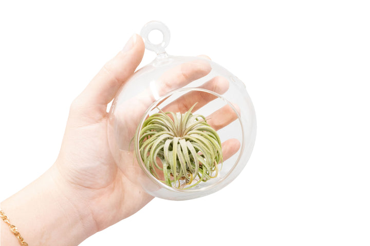 Wholesale - Minimalist Terrarium in Flat Bottom Globe - Choose Your Custom Tillandsia Air Plant