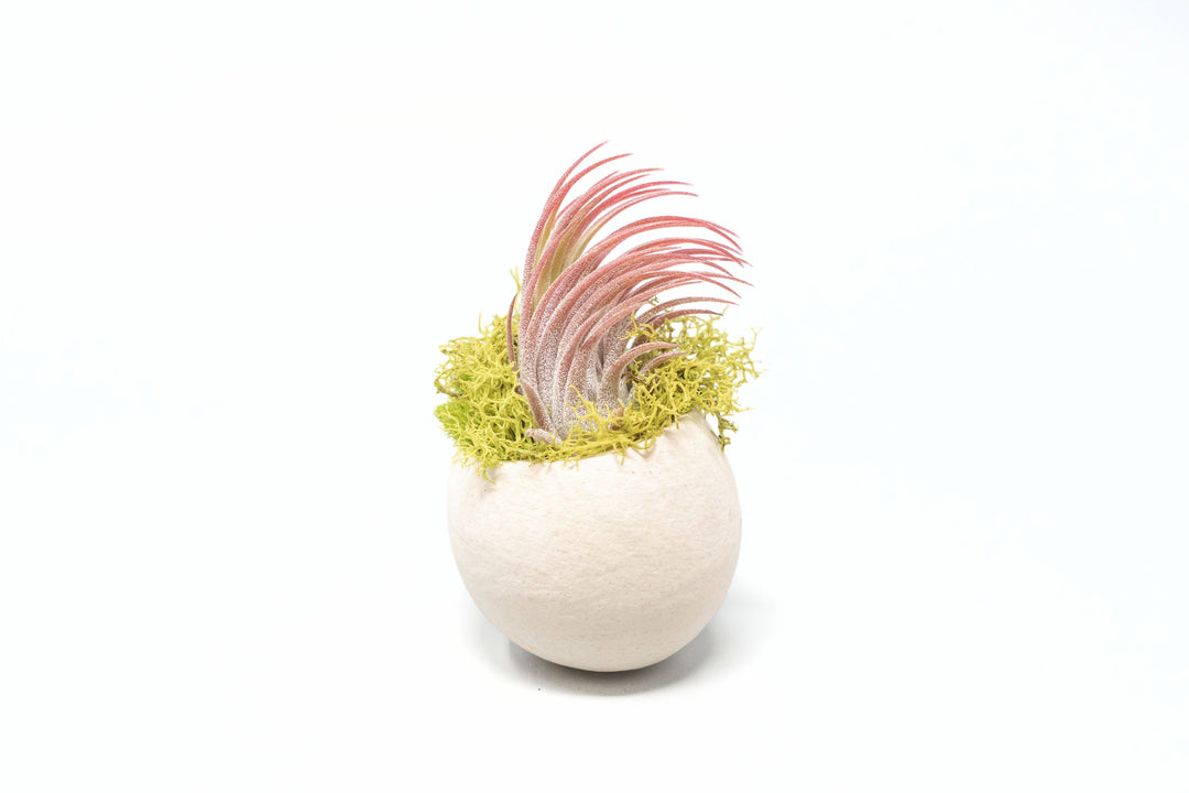 Wholesale - Natural Seed Pod Containers with Tillandsia Ionantha Air Plants
