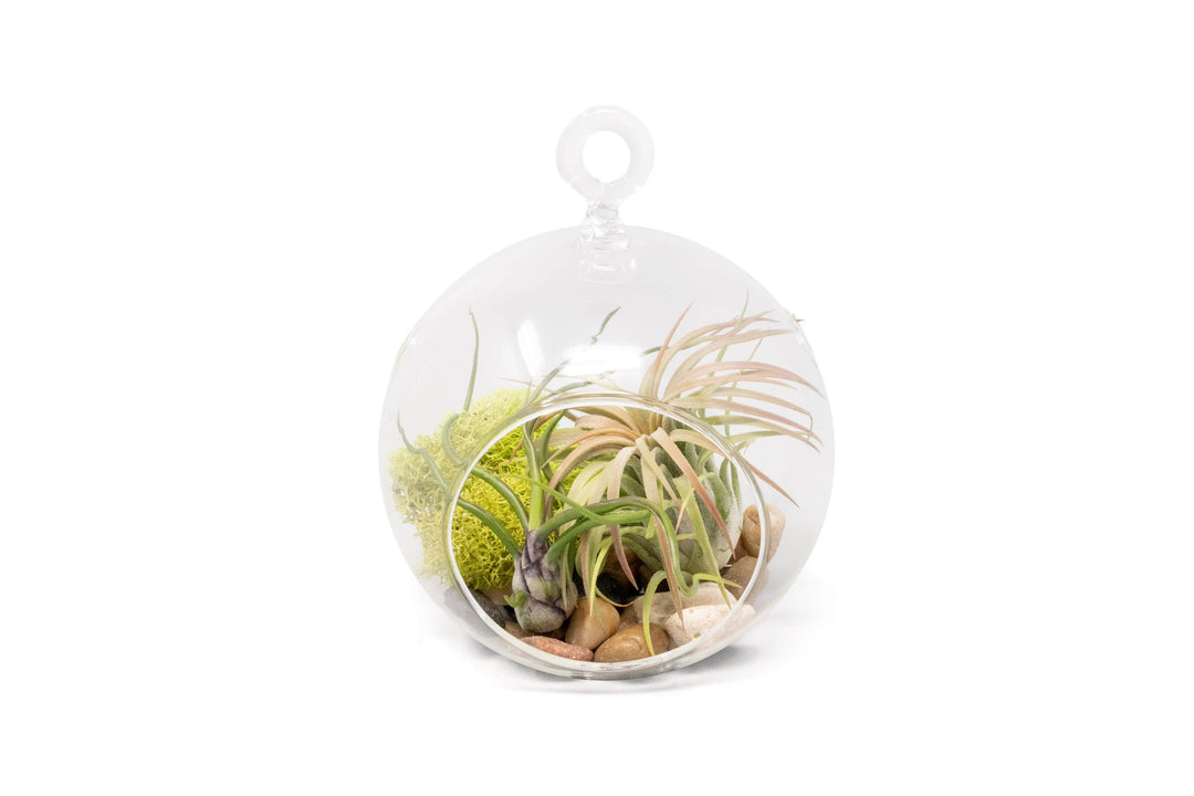flat bottom glass globe terrarium with river rocks, moss and tillandsia bulbosa guatemala and ionantha rubra air plants
