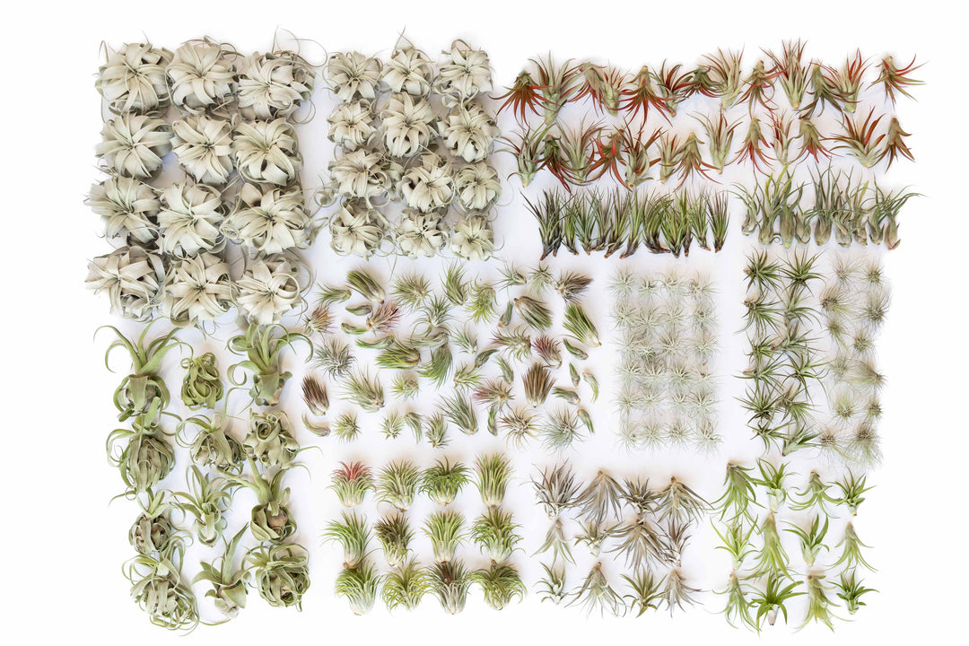 Wholesale - Extended Best Seller of 200+ Tillandsia Air Plant Variety Bundle