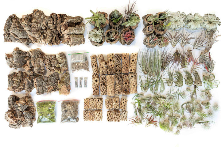 Wholesale - Crafty Cork and Cholla DIY Variety Bundle