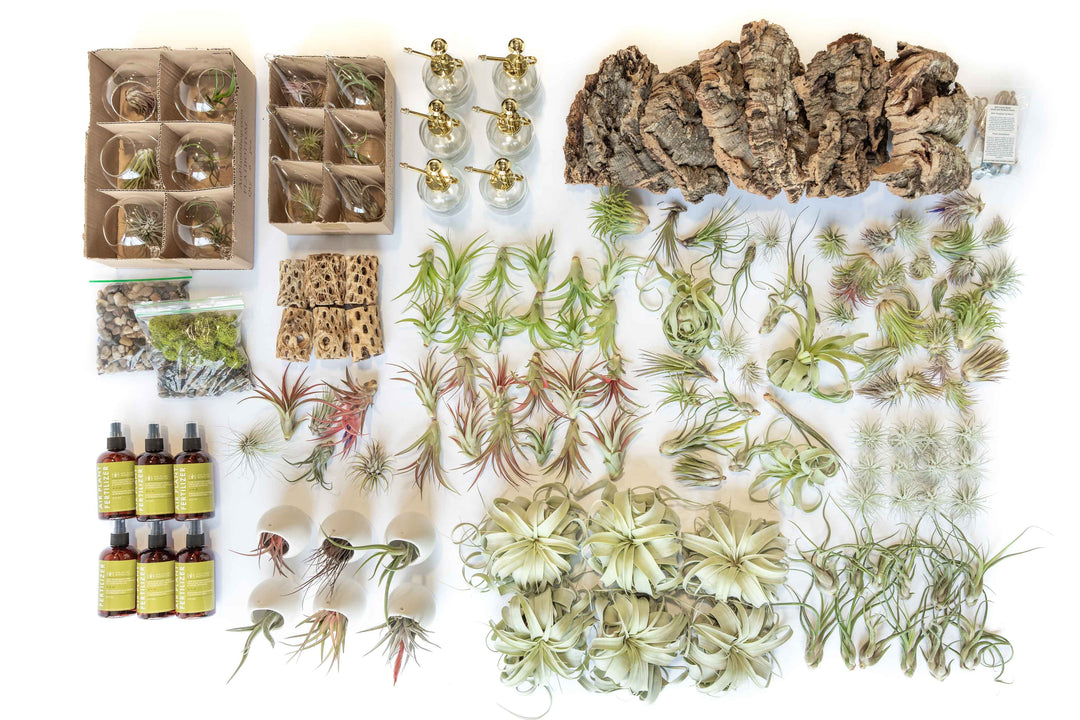 Wholesale - Best Seller Air Plant & Display Variety Bundle