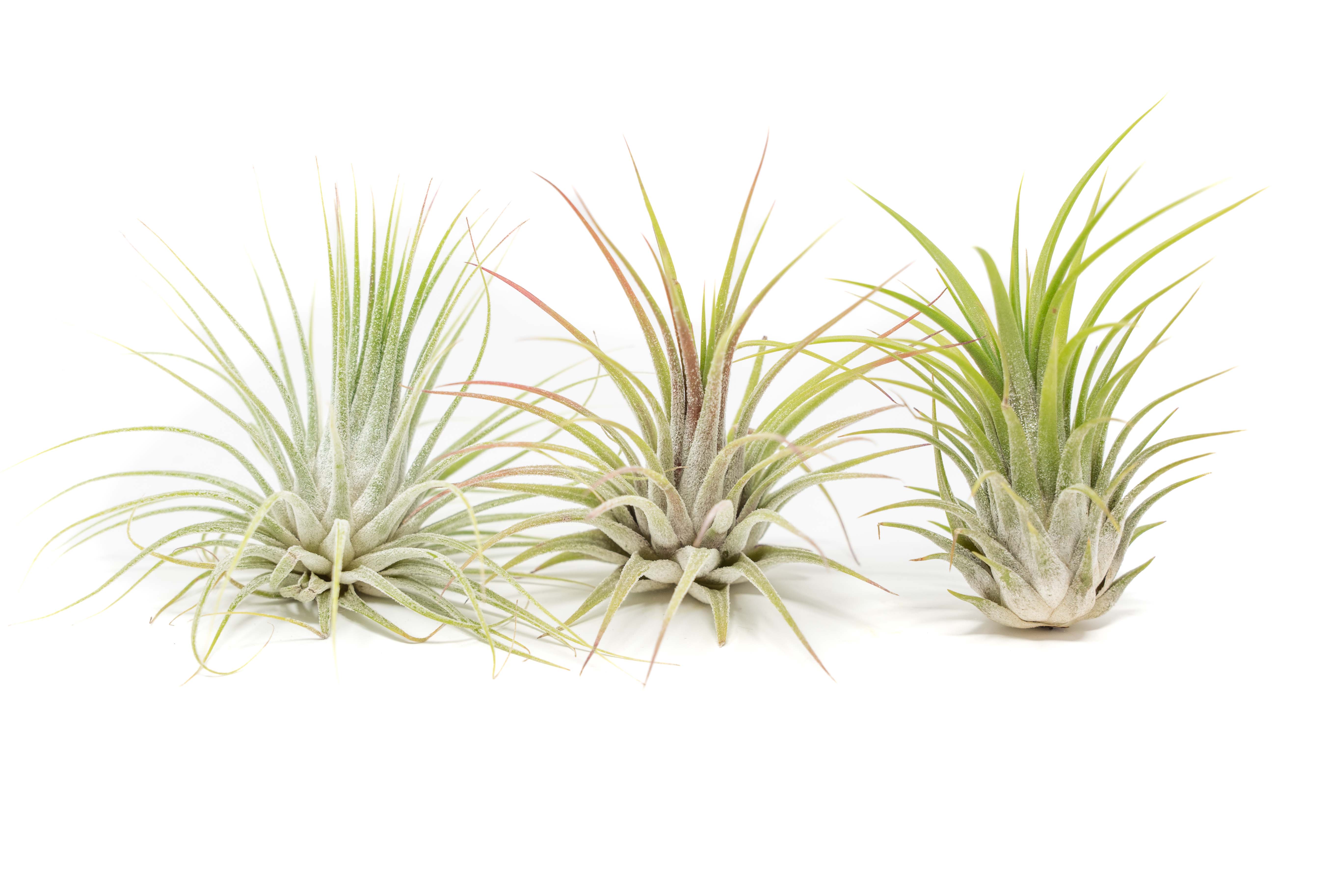 ionantha guatemala tillandsia air plant SALE - XL Tillandsia Ionantha Guatemala Air Plants - Set of 10 or 20