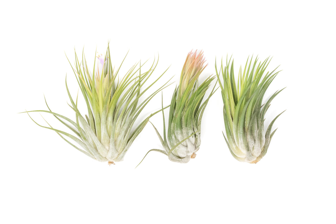 Wholesale - Large Tillandsia Ionantha Scaposa Air Plants