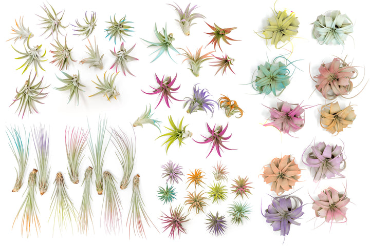 Wholesale - Color Enhanced Tillandsia Air Plant 50 Plant Variety Bundle