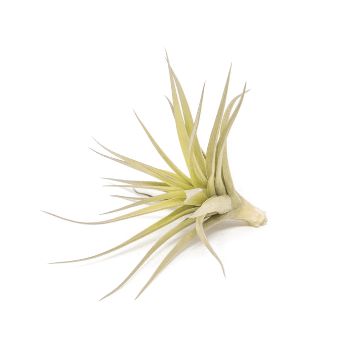 Wholesale - Tillandsia Aeranthos - Clavel del Aire - "Carnation of the Air" Air Plants
