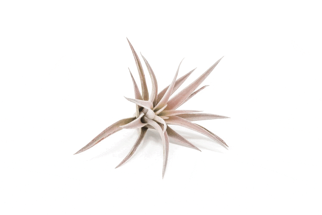 blushing  tillandsia harrisii air plant