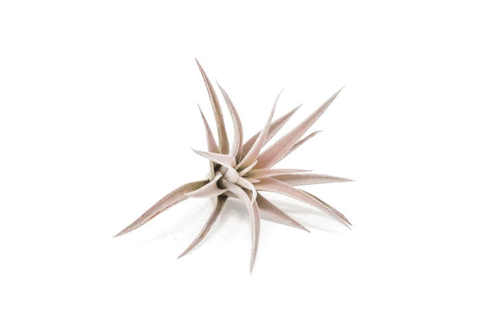 blushing  tillandsia harrisii air plant