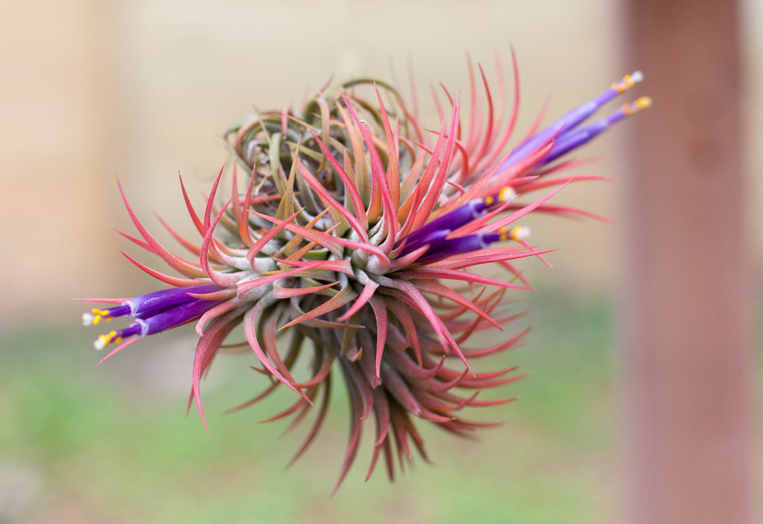 Tillandsia Ionantha Rubra Hanging Clusters with Hook for Hanging