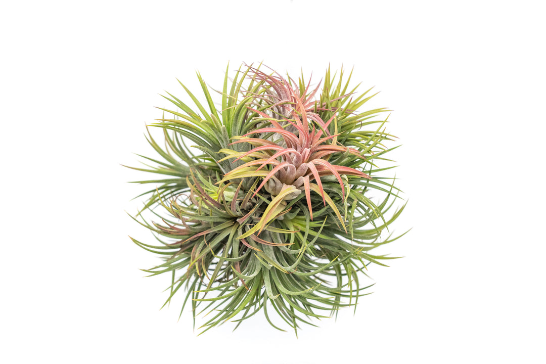 Tillandsia Ionantha Rubra Hanging Clusters with Hook for Hanging