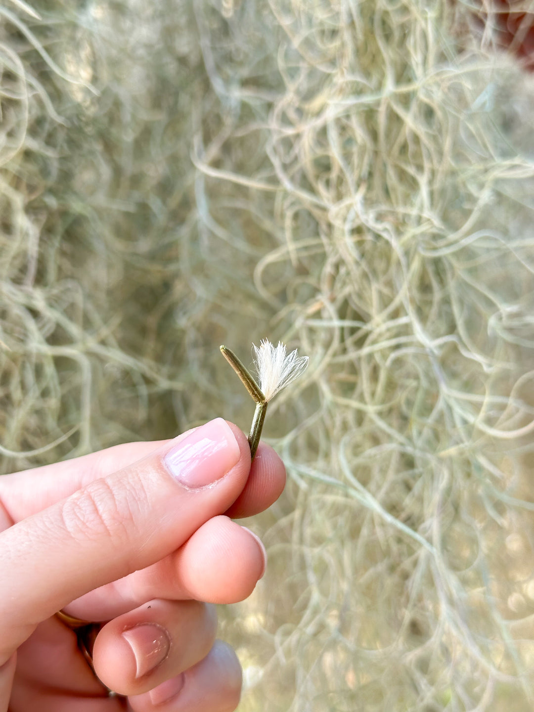 SALE - Tillandsia Colombia Thick Spanish Moss - Large Clumps - Set of 3 or 6 Strands - 30% Off