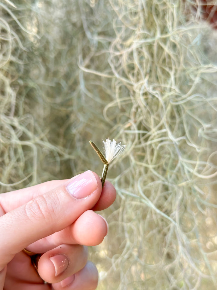 SALE - Tillandsia Colombia Thick Spanish Moss - Large Clumps - Set of 3 or 6 Strands - 30% Off
