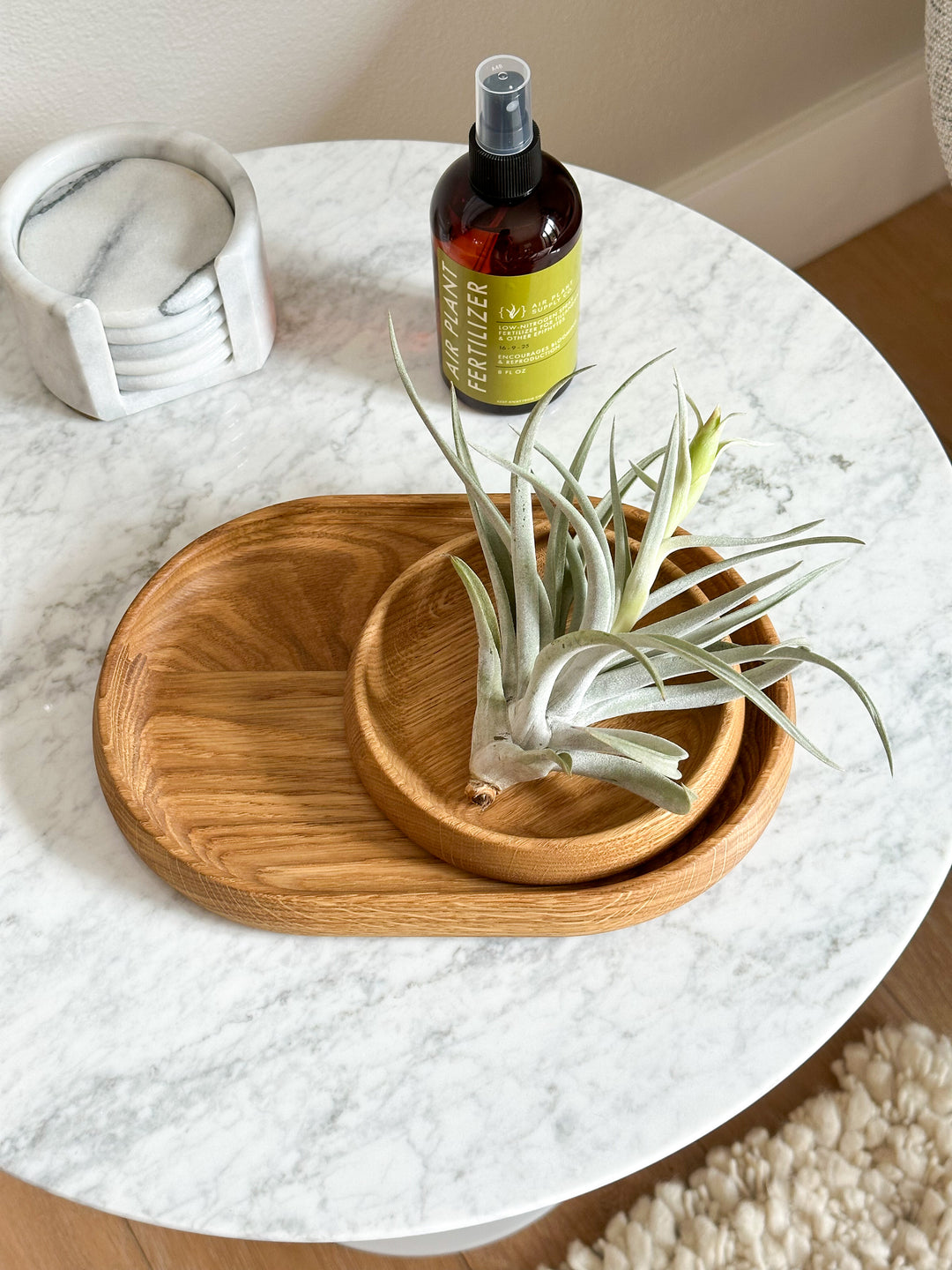 spray bottle of tillandsia air plant fertilizer video montage