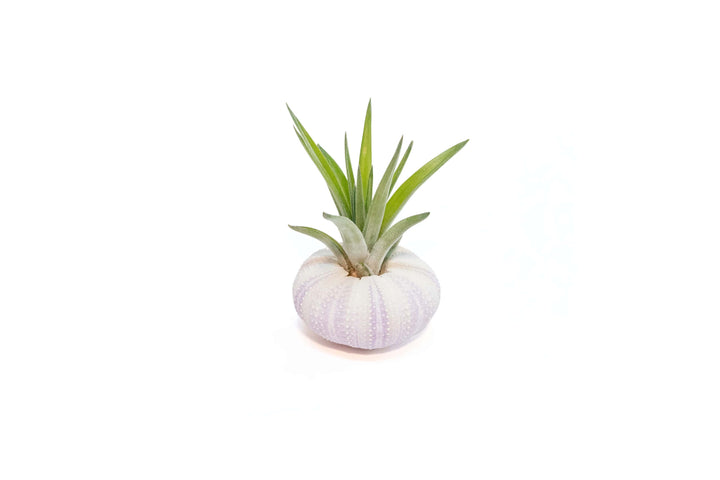 purple urchin with tillandsia velutina air plant