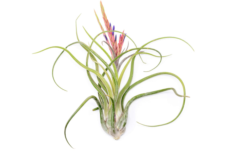 XL Tillandsia Caput Medusae Air Plants / 8-12 Inch Plants