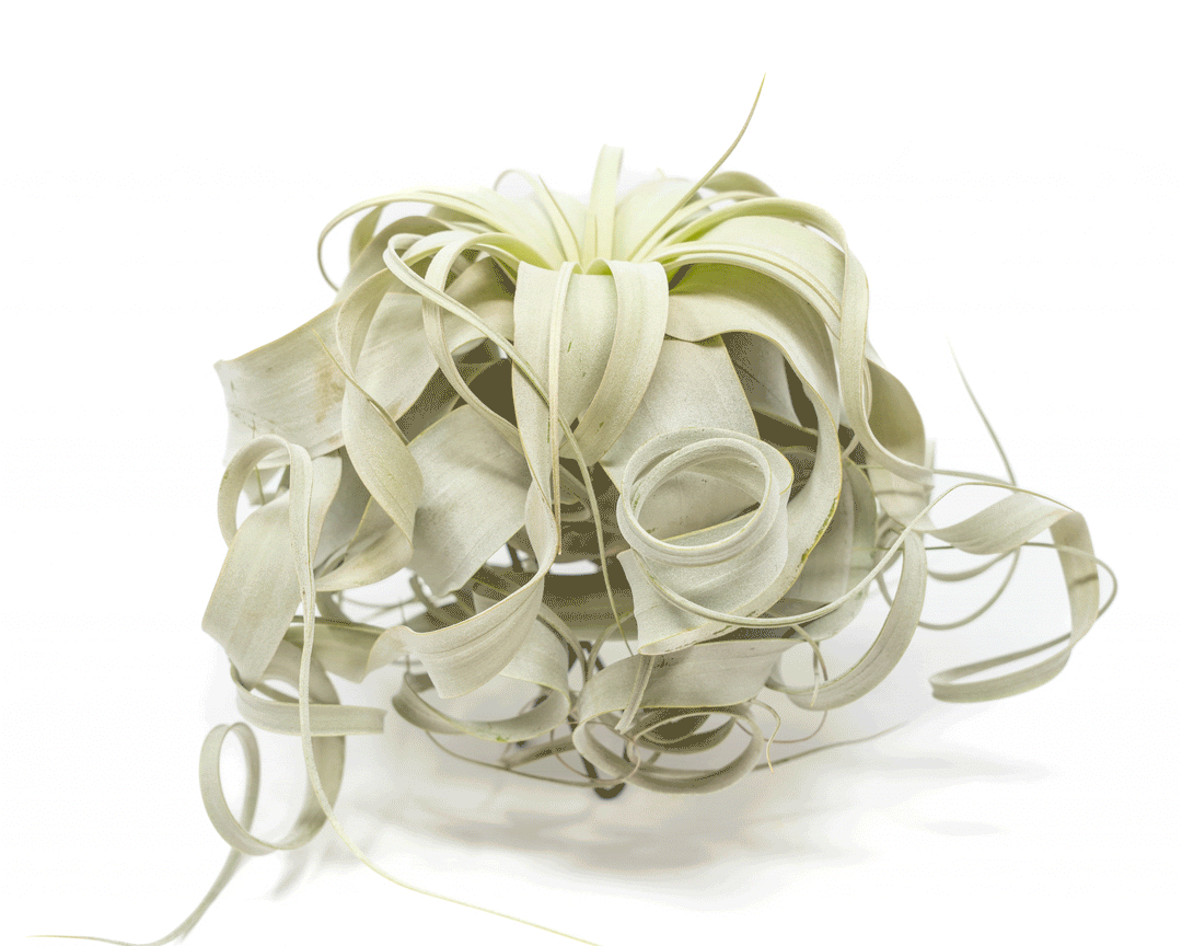 large curly tillandsia xerographica air plant