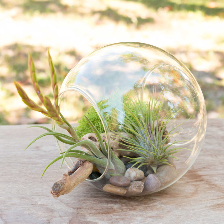 large double open ended glass terrarium with stones, moss, wood accent and tillandsia air plants