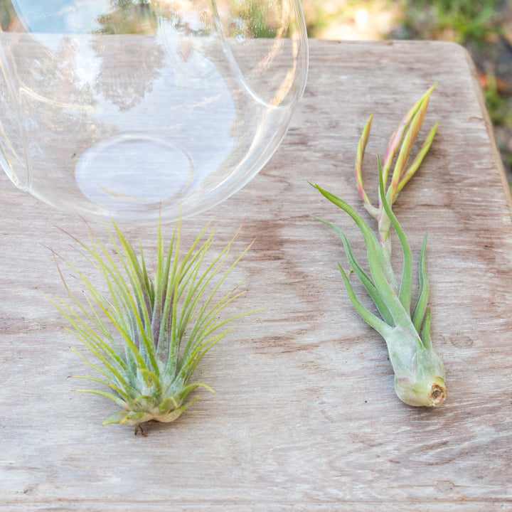 tillandsia ionantha and caput medusae air plants