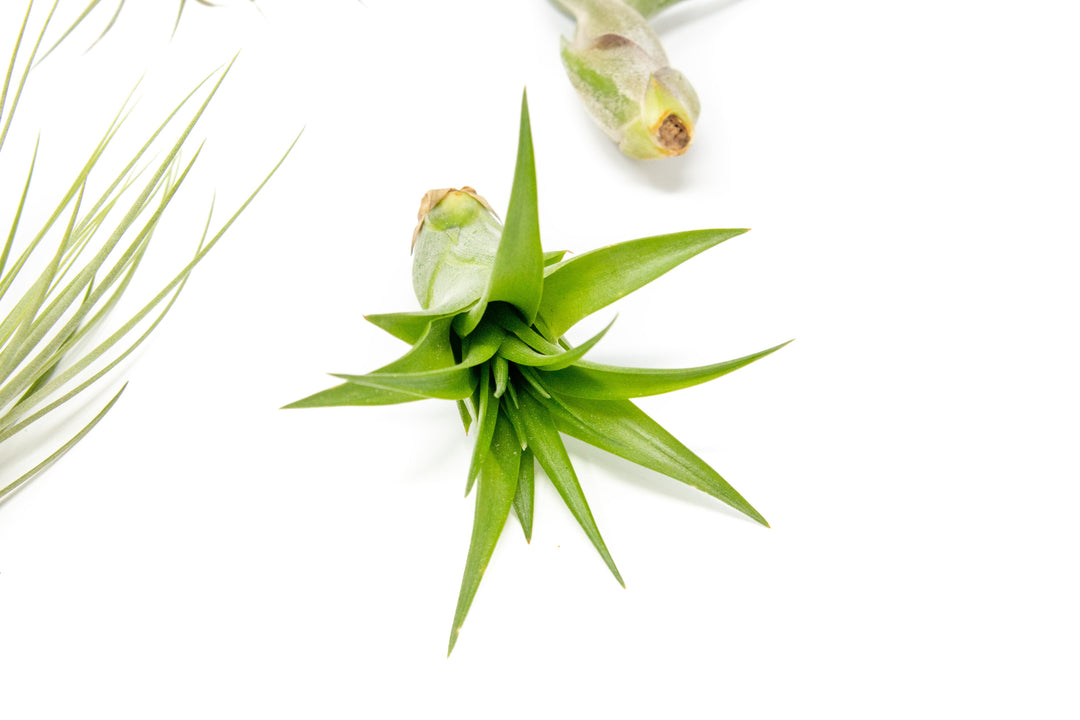 Wholesale - The Elegant Collection of Tillandsia Air Plants