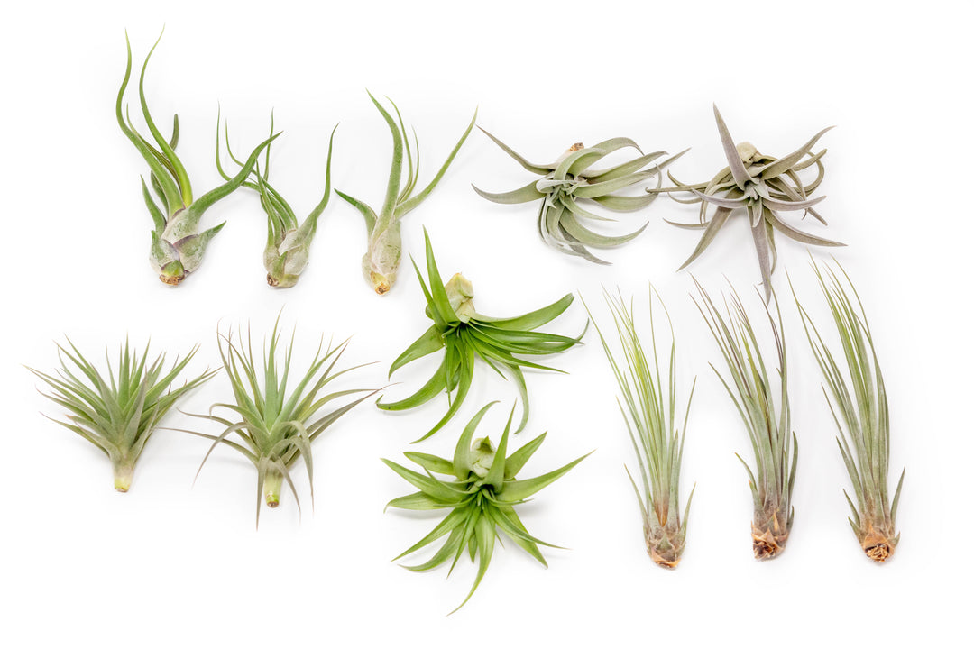 tillandsia caput medusae, harrisii, tenuifolia, abdita and juncea air plants