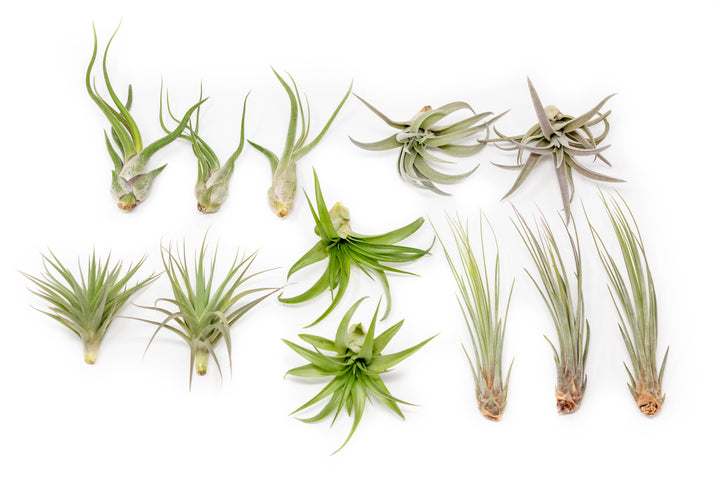 tillandsia caput medusae, harrisii, tenuifolia, abdita and juncea air plants
