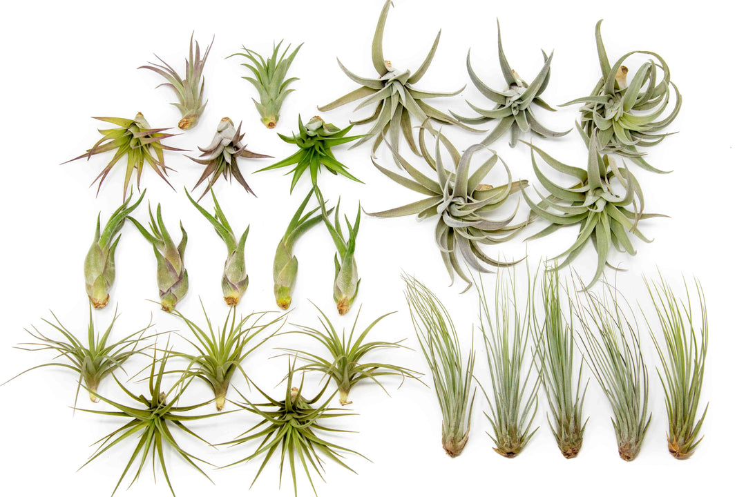 Wholesale - The Elegant Collection of Tillandsia Air Plants