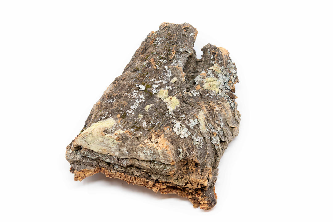A piece of virgin cork bark