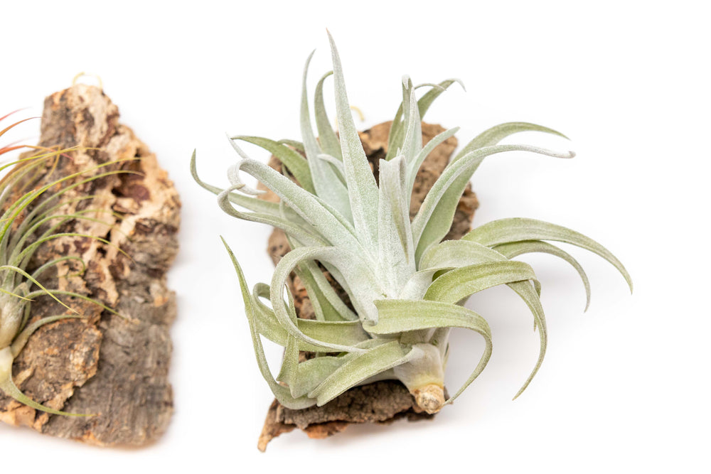 close up of chunk cork bark display with tillandsia harrisii air plant
