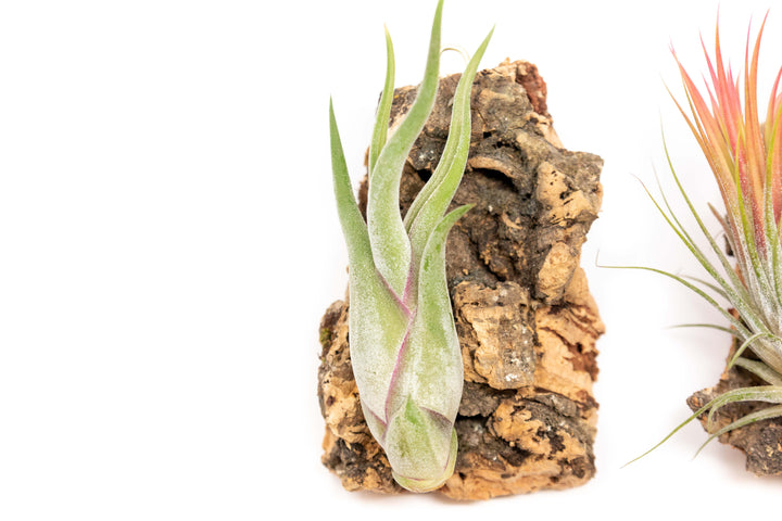 close up of cork bark chunk display with tillandsia caput medusae air plant