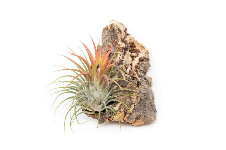 cork bark chunk display with blushing and blooming tillandsia ionantha guatemala air plant