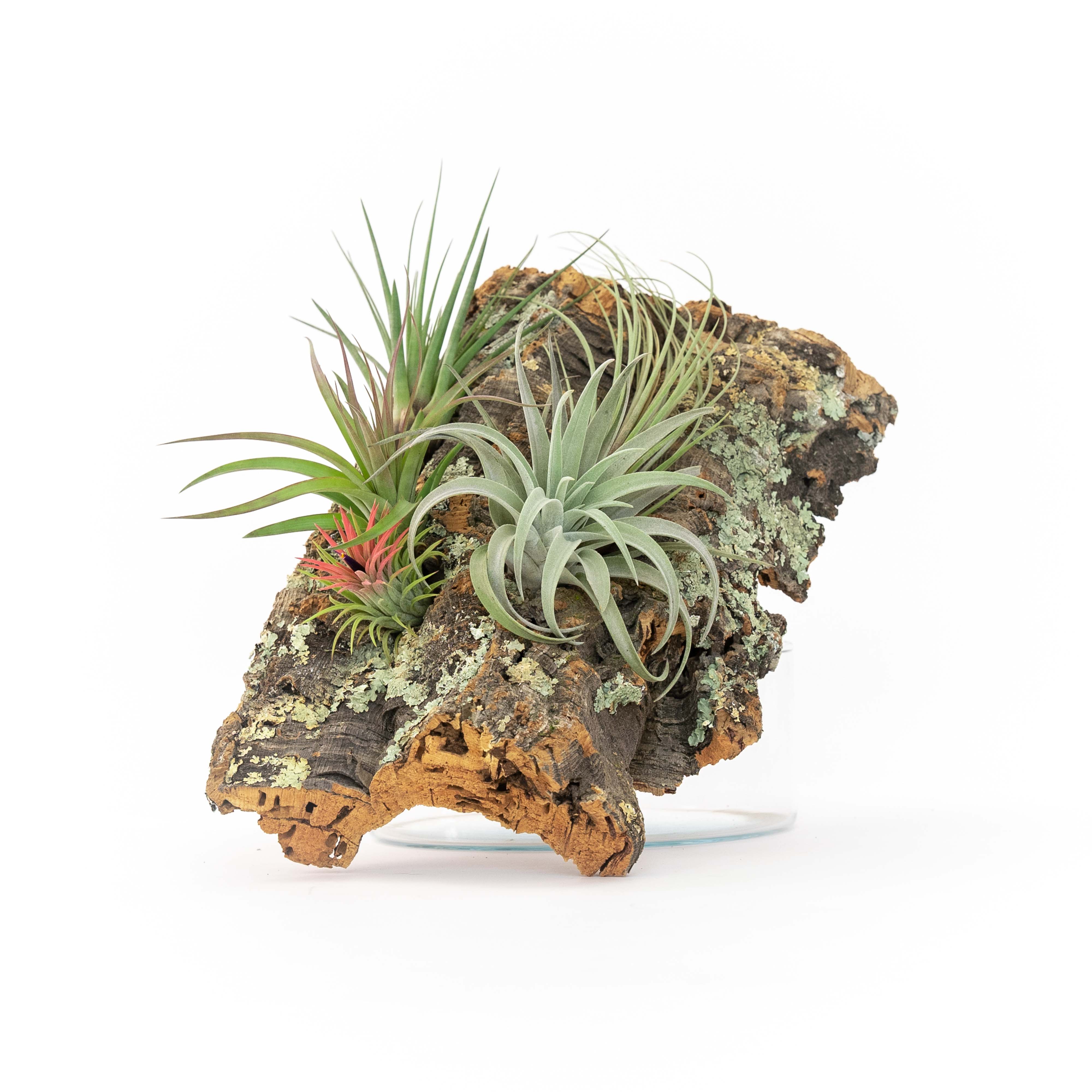air plant mount Medium Cork Bark Display with 4 Tillandsia Air Plants & Waterproof Glue