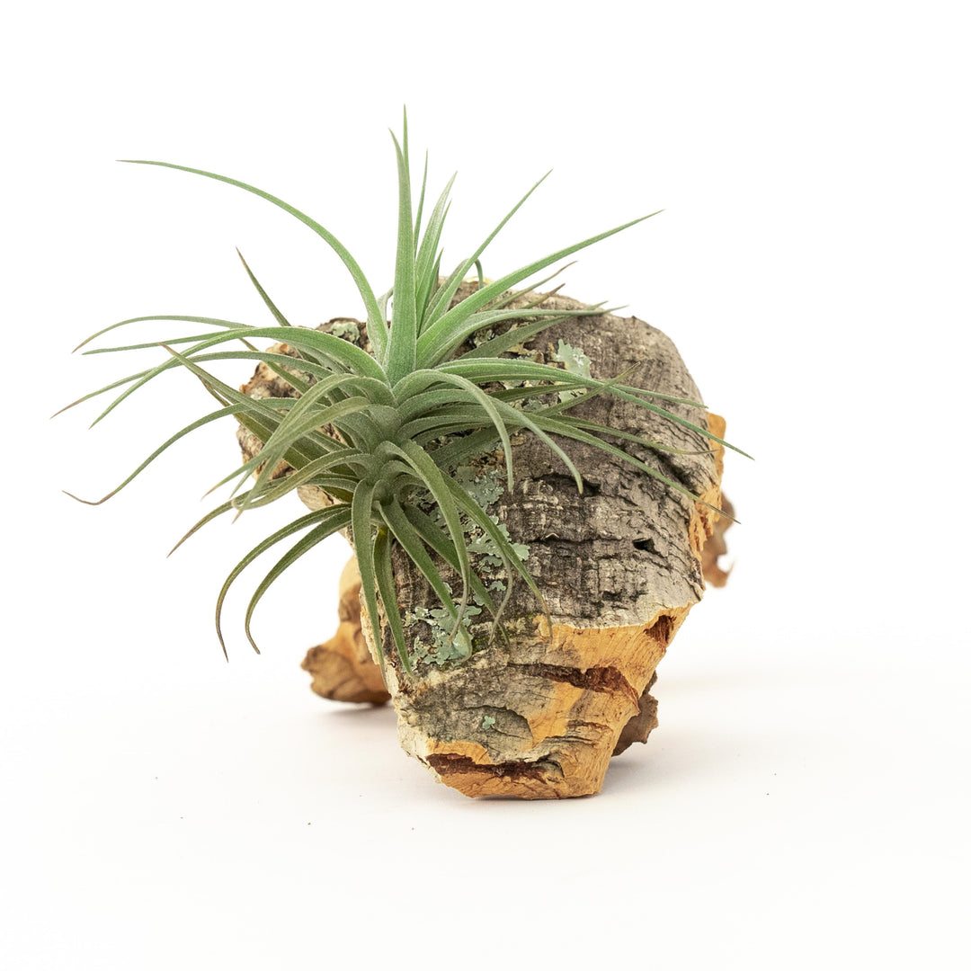cork bark chunk display with tillandsia aeranthos air plant