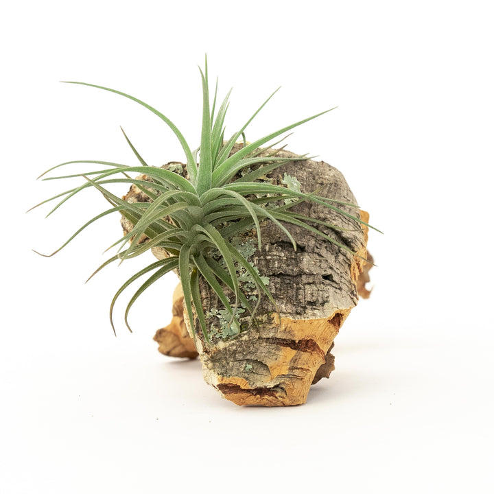cork bark chunk display with tillandsia aeranthos air plant