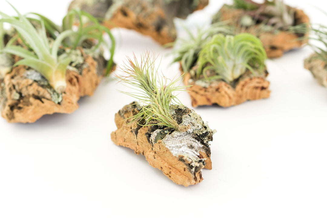 mini cork bark chunks with assorted tillandsia air plants