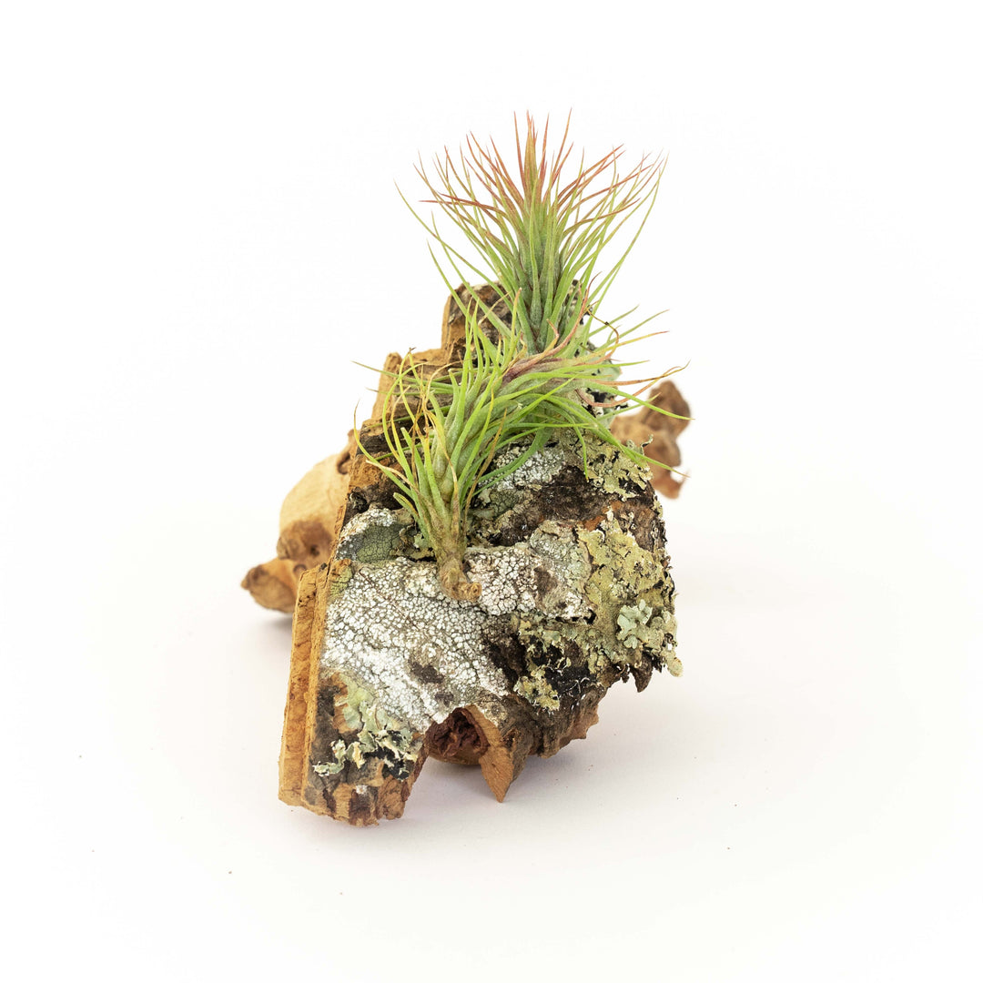 cork bark chunk display with tillandsia funckiana air plant