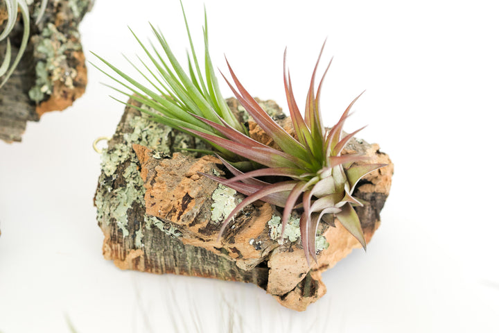 small cork bark with two assorted tillandsia air plants attached