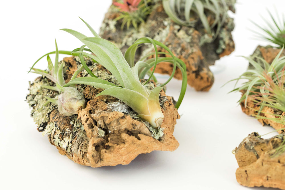 small cork bark display with three assorted tillandsia air plants
